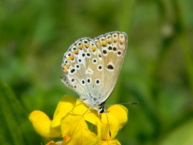 Aiuto per identificazione Lycaenidae